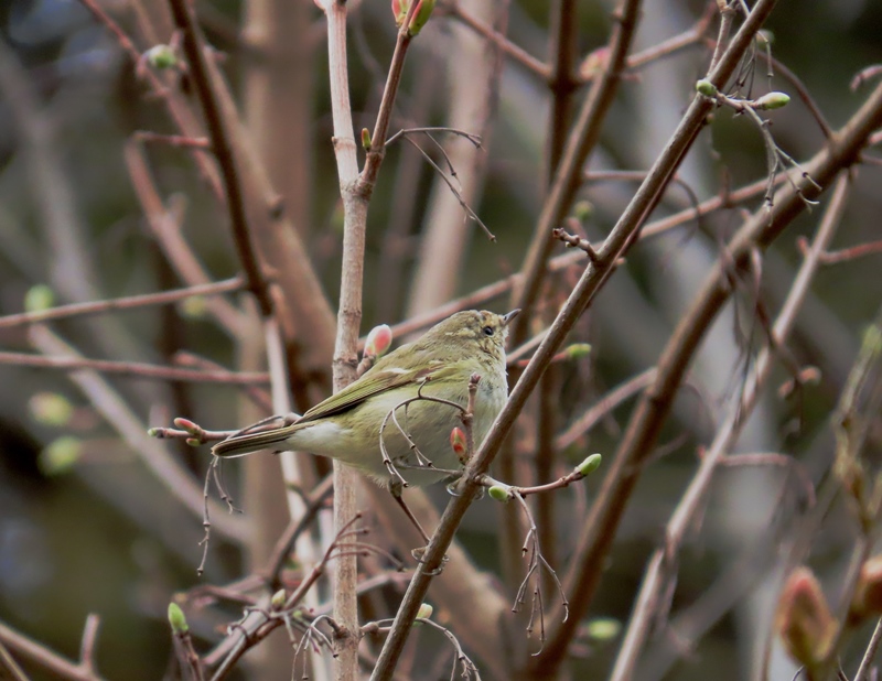Hume's Warbler